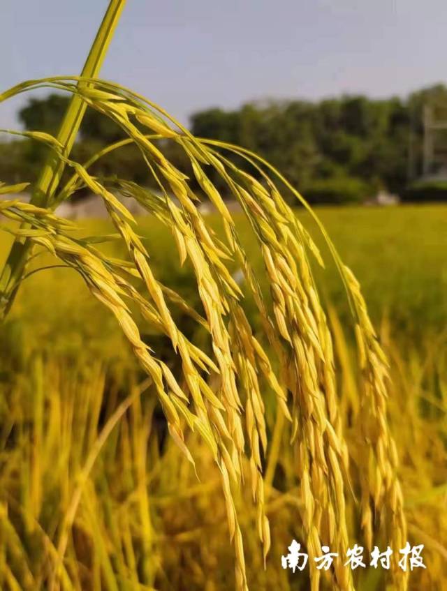 增科新选丝苗1号