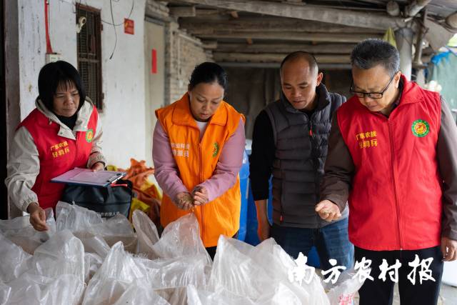 广州市从化区农业技术推广中心农技团队查看稻种情况。 广州市从化区农业技术推广中心农技团队查看稻种情况。