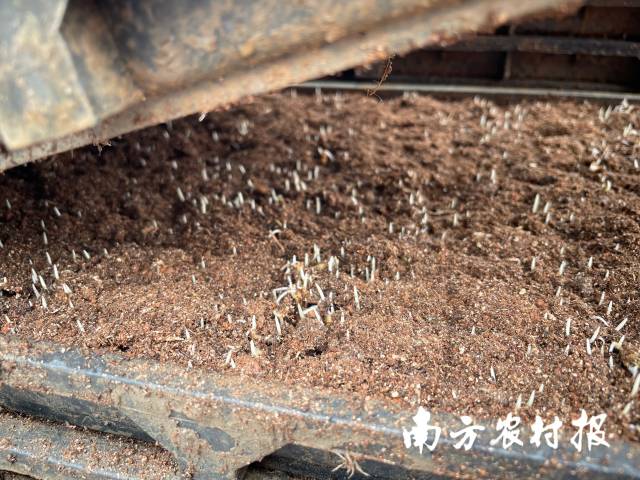 广州穗丰农机专业合作社首批播种水稻种子已发芽。 广州穗丰农机专业合作社首批播种水稻种子已发芽。