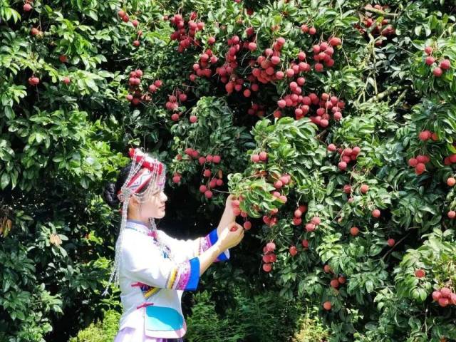 2025年正果镇畲族村迎来荔枝丰收 2025年正果镇畲族村迎来荔枝丰收